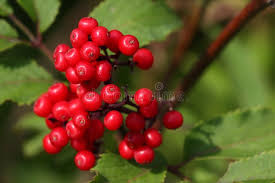 Image result for Palisota mannii