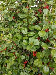 American holly grows best in full sun to part shade. Satyr Hill American Holly Boyd Nursery Company