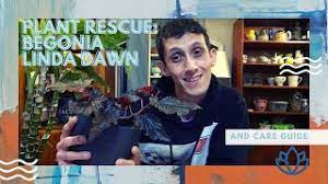 Did take a little while to get here (due in part to being held by the postal service over the weekend) but only lost one lower leaf in transit. Plant Rescue Begonia Linda Dawn Care Guide Youtube