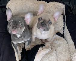 French bulldogs in maryland, virginia, district of columbia, washington dc. Lilac Tan And Blue Fawn French Bulldog Puppies Ripley Derbyshire Pets4homes