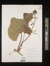 Image result for Lagenaria abyssinica