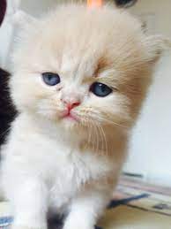 1 kedi 1 kopek sahiplendirme ilanlari kedi kediler ve yavrulari kopek