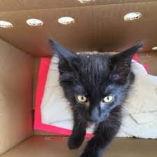 82270 california 111 indio, california, 92201. Valdez Pest Control 15 Reviews Pest Control 83164 Avenue 44 Indio Ca Phone Number