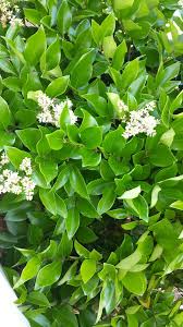 Green plant with little white flowers. Tiny White Flower Bush Tiny White Flowers White Flowers Plants