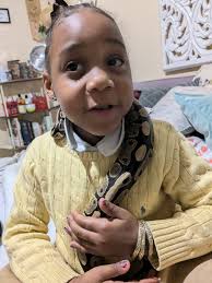 After yesterdays post of the dead snake next to the cat, I did a quick  google search, I live in Australia and we have areas where it is illegal to  allow your