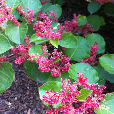 Image result for Fallopia