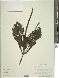 Image result for Brachystephanus