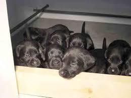 Labrador retriever puppies available for sale in memphis, tn from top breeders and individuals. Top Quality Labrador Retrievers Breed In Tn And Ms