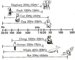 Could You Ever Speak Chimpanzee 1 Animal Chatter