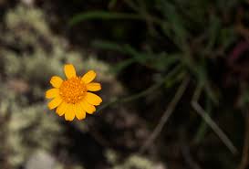 Image result for Emilia brachycephala