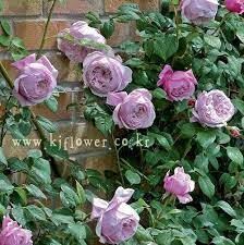 Spirit Of Freedom Roses Pinterest David Austin Roses Roses Pinterest Rose