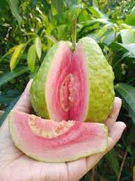 We did not find results for: Green Taiwan Pink Guava Plants At Price 40 Inr Plant In North 24 Parganas Id 6635577
