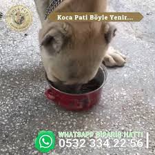 Kocapati Koca Pati Mama Iste Boyle Yenir Koca Pati