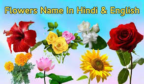 No comments on 100+ flowers name in hindi and english. Flowers Name In Hindi English