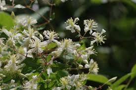 Image result for Clematis brachiata