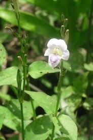 Image result for Asystasia