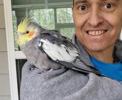 Lost cockatiel named Pearl near Prisma Hospital in Columbia, SC