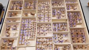 Here's a look at the species that were declared extinct this decade — and a few that may also have gone the way of the dodo during the 21st century. Field Museum Scientists Use Dna To Unlock Extinction Mystery Of Xerces Blue Butterfly Chicago News Information Dig Site