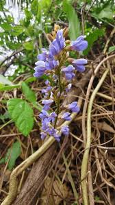 Image result for Calopogonium