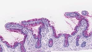 histology of a serous membrane. General Histology Knowledge Amboss