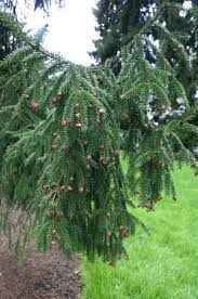 Shiny needles are shorter and darker green than most; Pin On Garden Love