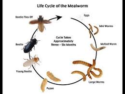 Mealworm Farming We Have Come A Long Way Youtube Meal Worms Raising Meal Worms Mealworm Farm