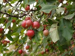 Rootstocks m111 and m25 (very vigorous tree) for large grassy areas, paddock, traditional orchard etc. A Crabapple Jelly Recipe Hgtv