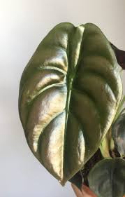 This can result in the soil staying wet for a long time. Alocasia Cuprea Red Secret 20cm 6 Leaves Listing