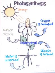 Lesson Day 1 Making Food Through Photosynthesis A Recipe