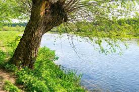 Big Tree On The River Bank Big Tree Tree River Bank