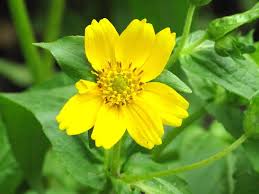 Image result for Guizotia