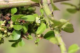 Image result for Scutia myrtina