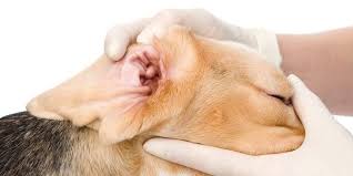 Aural hematomas are often very uncomfortable so your cat may benefit from pain relief. Pet Ear Problems Dog Cat Infections Nowra Vet Hospital