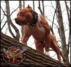 Pitbull Dogs Pitbull Lover Pitbulls
