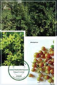 Вкус у них медовый с ноткой муската. Zolotistaya Smorodina Foto Posadka I Uhod Razmnozhenie I Sorta Sajt O Sade Dache I Komnatnyh Rasteniyah