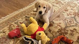 Us China Pompeo Dog Photo Has Netizens Asking If Us Is Toying With China Bbc News