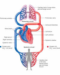 Human Circulatory System Diagram Photos Systemic And