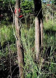 Image result for Centemopsis