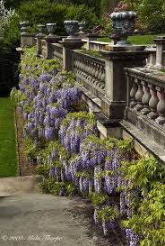 Old Westbury Gardens Wisteria Vertical Westbury Gardens Old Westbury Gardens Beautiful Gardens