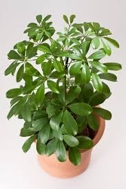 We did not find results for: Umbrella Plant Care How To Grow Maintain Umbrella Plants Apartment Therapy