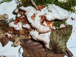 Image result for Merulius incarnatus