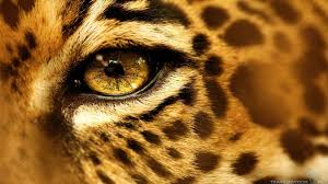 Cat look eyes close up. Closeup Photo Cheetah Animals Eyes Jaguars Hd Wallpaper Wallpaper Flare