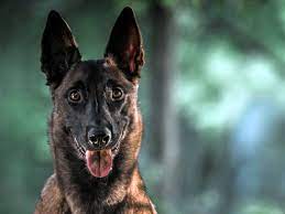 Langhaarig sind der schwarze groenendael und der rotbraune tervueren, rauhhaarig der laeken und kurzhaarig der malinois. Belgischer Schaferhund Malinois 2020 Charakter Wesen Hunde Fan De