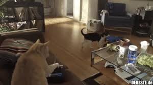 Diskutiere katzen allein zu haus im kratzbaum forum im bereich katzengerechte wohnung; Katzen Allein Zu Hause Lustige Bilder Spruche Witze Echt Lustig
