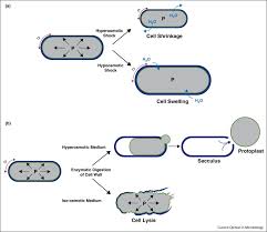 Yeast can reproduce by producing a bud. Mechanics And Morphogenesis Of Fission Yeast Cells Sciencedirect