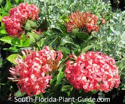 Image result for Ixora praetermissa