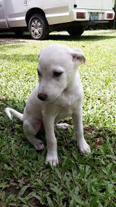 We did not find results for: Pangilinan Household Adopts Aspin As Tribute To Affectionate Farm Dog Jondy Gma News Online