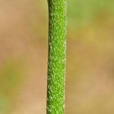 Image result for Plantago palmata