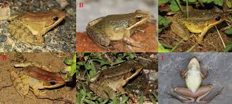 When first starting out, finding pigs or beefalos can be difficult. A New Species Of The Asian Music Frog Genus Nidirana Amphibia Anura Ranidae From Southwestern China Peerj