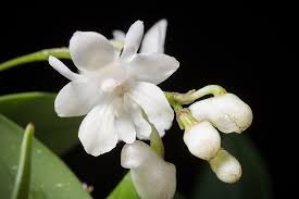 Image result for Habenaria aberrans